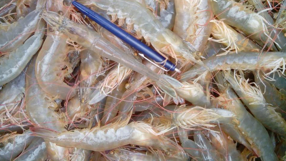 mô hình thí điểm nuôi tôm thẻ thuần ngọt