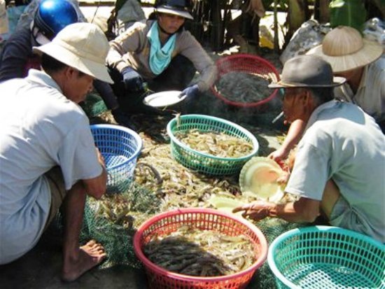 thu hoạch tôm