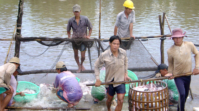 thu hoạch cá tra
