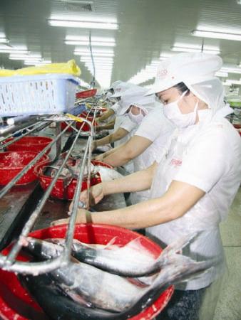 Chế biến cá tra xuất khẩu (Nguồn: nongnnghiep.vn)