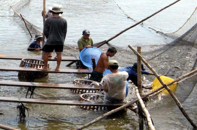 ĐBSCL: Nông dân nuôi cá tra, điêu hồng bị lỗ nặng