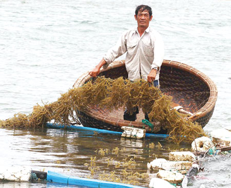 Nuôi ốc hương, trồng rong sụn cải tiến