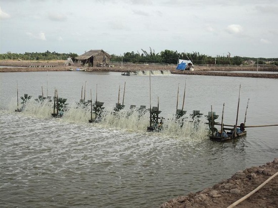 Tôm-duyên-hải