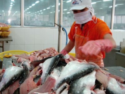 Agifish chế biến cá tra