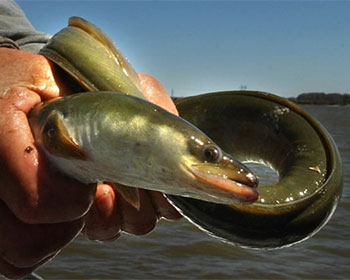 Anguilla rostrata