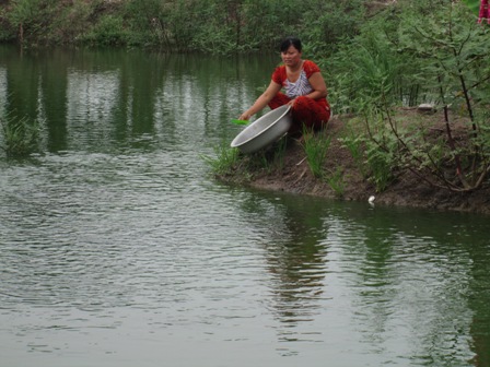 ao, cá sặc rằn, sặc bổi