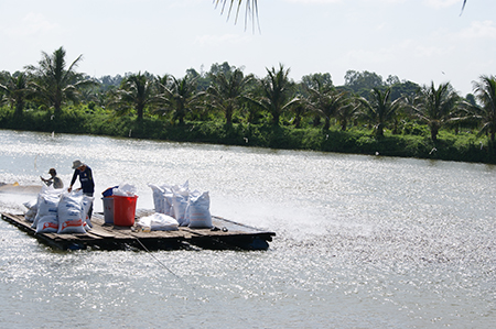 Cho ca tra an (Anh minh hoa nguon Internet)