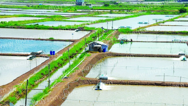 Ao nuôi tôm