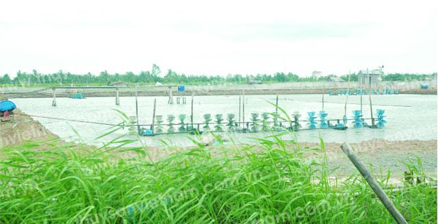 Một đầm tôm rất quy củ