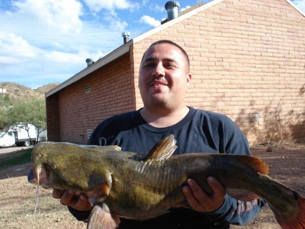 Arizona Catfish