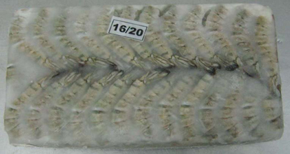 cần chú ý dư lượng Nitroimidazoles