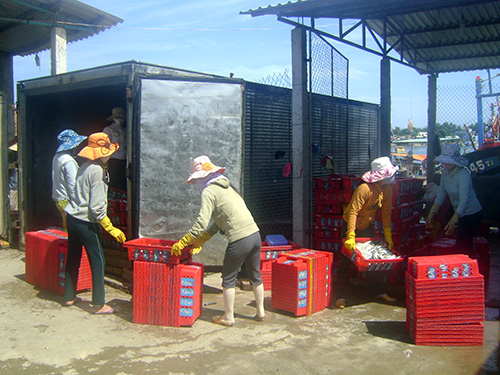 Ngư dân bán cá cho các thương lái tại cảng cá Tam Quang (Núi Thành) - Ảnh: N.Q.V