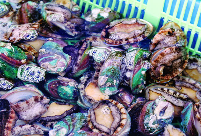 Sau 9 - 10 tháng nuôi, bào ngư đạt kích cỡ thương phẩm