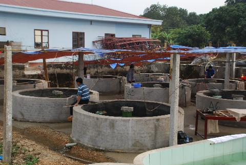 Bể nuôi, cá tầm