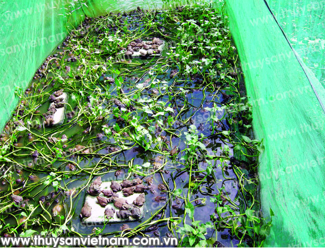 Mô hình nuôi ếch ngày càng phát triển nhưng rủi ro dịch bệnh cũng ngày càng cao