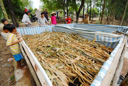 Nuôi lươn ở các xã đầu nguồn tỉnh An Giang cho thu nhập khá