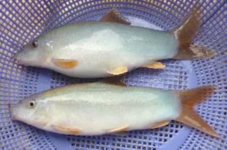 Botia modesta Bleeker