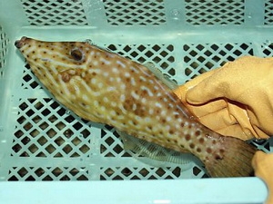 Cá Soshihagi do ngư dân đánh bắt được ở vùng biển gần đảo Toshi, thành phố Toba tỉnh Mie. (Nguồn: Yomiuri)