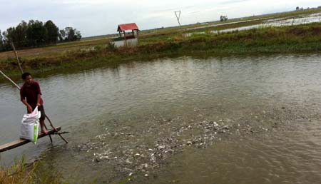 Tỷ lệ hao hụt cao, trong khi giá bán giảm mạnh đang làm cho nhiều hộ nuôi cá giống ở huyện Hồng Ngự (Đồng Tháp) khó khăn.