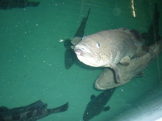 Ảnh minh họa (Quang Hưng - Tepbac.com)