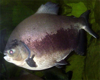 Cá Pacu