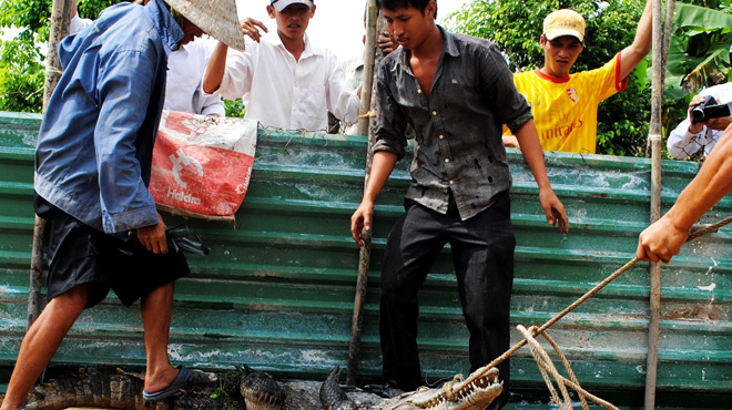 Một con cá sấu của Công ty Quốc Việt (Cà Mau) bị tóm sau một thời gian sổng chuồng đi “ngao du” - Ảnh: TẤN THÁI