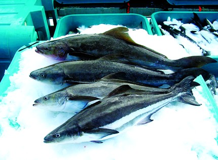 Cá Cobia