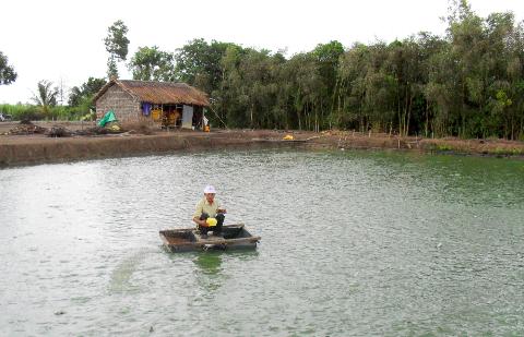 Mô hình nuôi cá bống mú trong ao đất của ông Trí