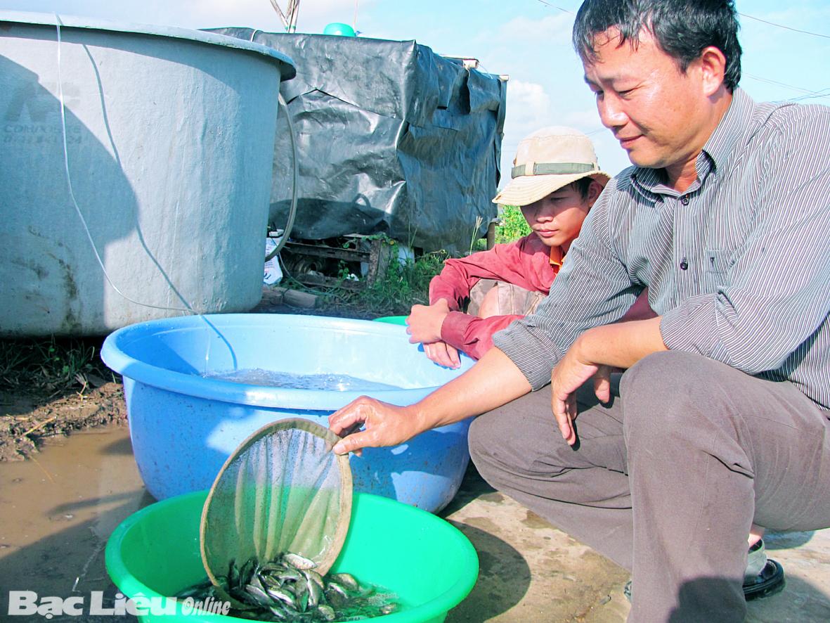 Trại thực nghiệm giống thủy sản (phường Nhà Mát, TP. Bạc Liêu) ương cá chẽm giống để cung ứng cho nông dân. Ảnh: T.Đ