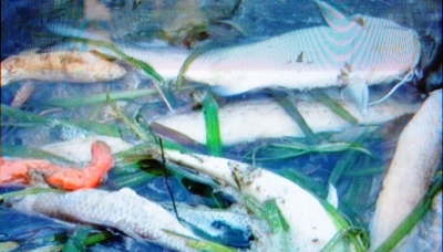 Cá chết trên sông Bưởi
