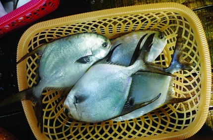 Cá chim trắng vây vàng