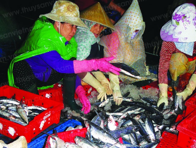 Giá cá chuồn thường dao động 20.000 - 22.000 đồng/kg