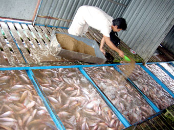 Giá cá điêu hồng đang tăng mạnh trở lại nên nhiều chủ bè đang tìm nguồn giống để nuôi vụ mới (ảnh chụp tại xã Thới Sơn, TP Mỹ Tho, Tiền Giang).