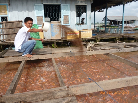 cho cá điêu hồng ăn