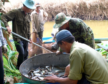 Nông dân xã Khánh Tiến, huyện U Minh thu hoạch cá đồng. Ảnh: Hoàng Vũ
