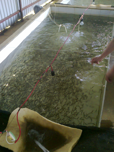 Cá hồi vân giống (nguồn: http://www.truyenhinhnghean.vn/)