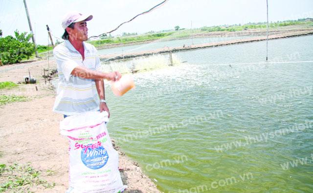 Lợi nhuận từ nuôi cá kèo hấp dẫn không kém tôm