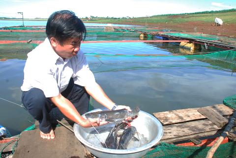 cá lăng đuôi đỏ