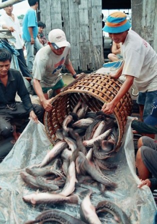 Tăng cường công tác kiểm dịch giúp cho nghề nuôi thủy sản của tỉnh phát triển