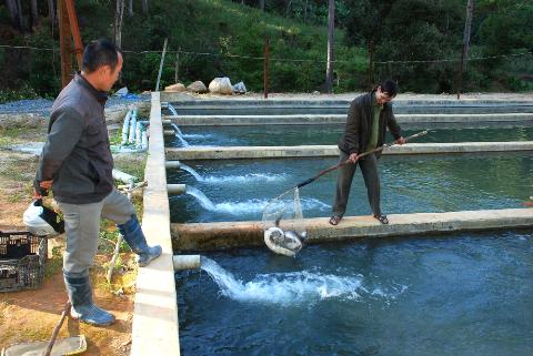 Một mô hình nuôi cá hồi ở Tây Nguyên
