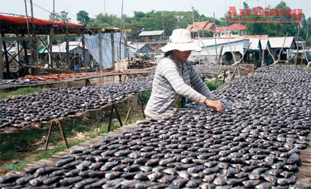 Sản phẩm khô sặc rằn Khánh An sẽ đảm bảo đủ nguồn nguyên liệu chế biến, nếu dự án nuôi cá sặc rằn thương phẩm được triển khai tốt.