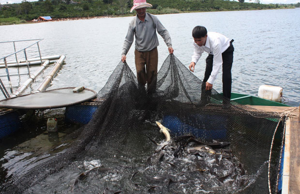 Lồng nuôi cá tầm