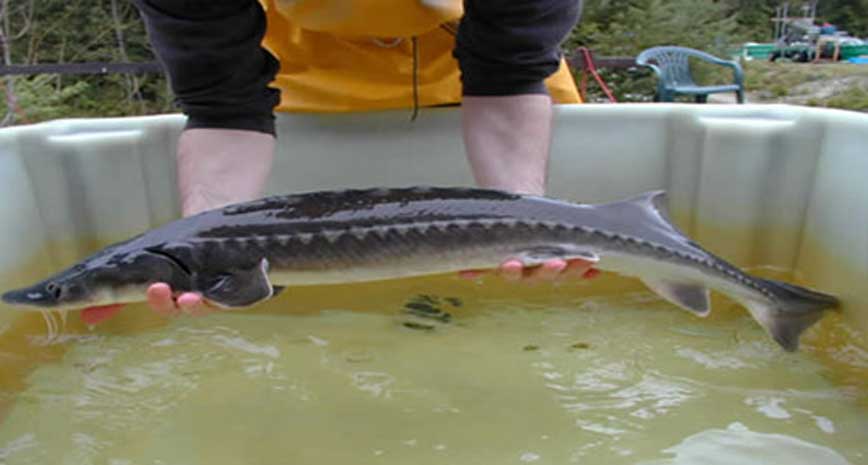 cá tầm Thái Nguyên