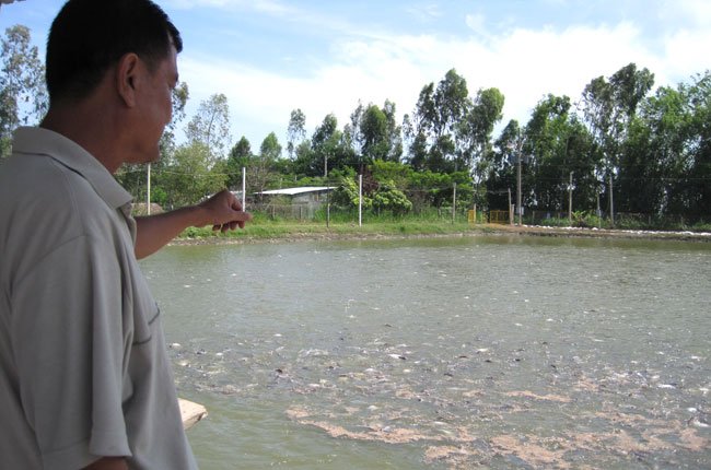 Trại nuôi cá tra