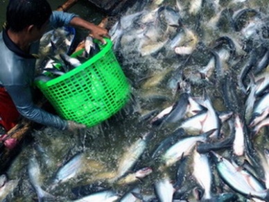 Ảnh minh họa (nguồn: internet)