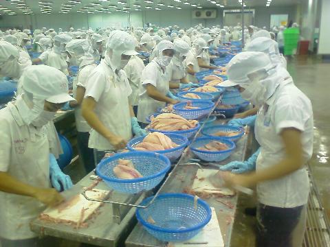 Khó khăn ở thị trường EU, Mỹ là cơ hội mới để cá tra Việt Nam vươn ra các thị trường khác