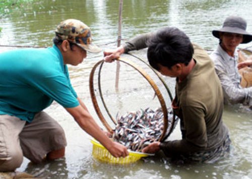 Thu hoạch cá tra giống