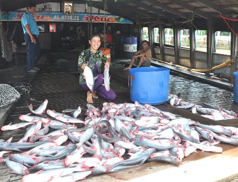 Dân nuôi cá tra ĐBSCL sẽ còn gặp thách thức