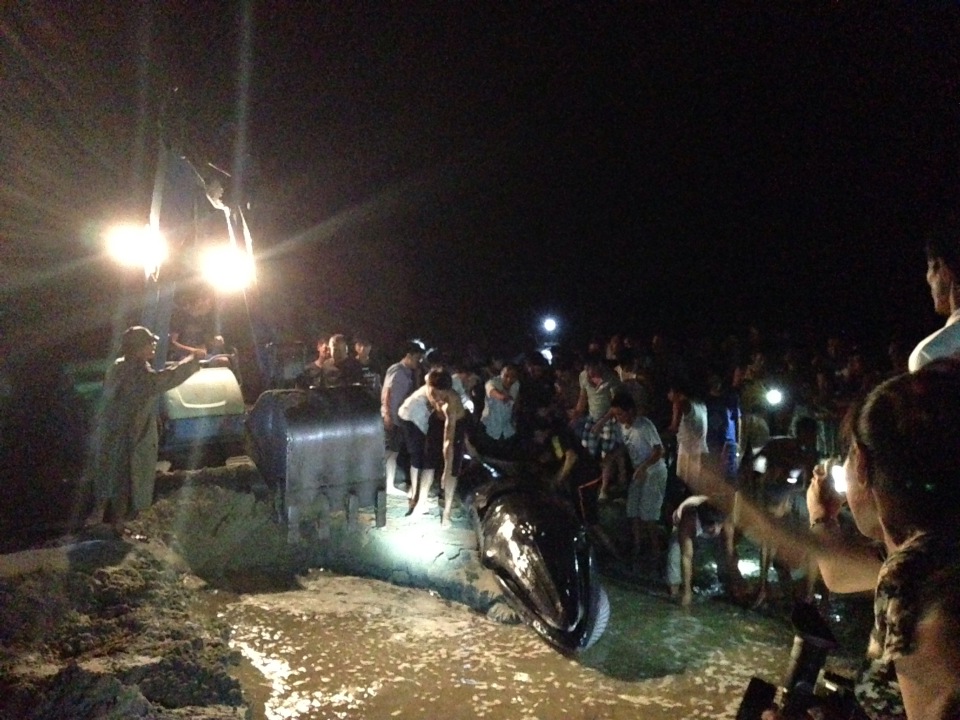 cá voi, mắc cạn