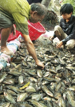 Ông Ngô Văn Xia chọn cá bổi giống chuẩn bị cho vụ nuôi mới.